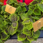 Pilea (Pilea mollis) ´MOON VALLEY´ - Ø 15 cm, kont. C1L